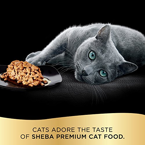 SHEBA-PERFECT-PORTIONS-Cuts-in-Gravy-Adult-Wet-Cat-Food-Trays-24-Count-48-Servings-Roasted-Chicken-Gourmet-Salmon-and-Tender-Turkey-Entre-Easy-Peel-Twin-Pack-Trays