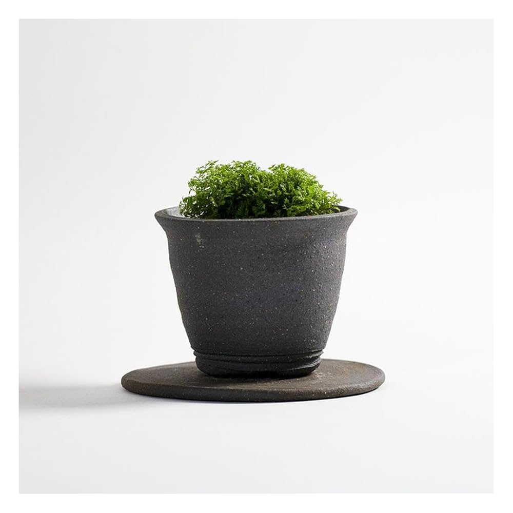 かめさまページ 天然苔八ヶ岳産～ヒカリゴケ～ かめさまページ 天然苔八ヶ岳産～ヒカリゴケ～ かめさま様 専用ページ