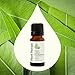 Plant Therapy Organic Lemon Eucalyptus Essential Oil 10 mL (1/3 oz) 100% Pure, USDA Certified Organic, Undiluted, Natural Aromatherapy, Fresh Scent for Deodorizing