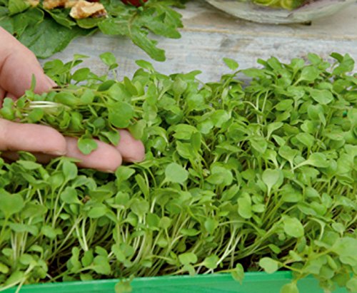 Microgreens - Rocket, rucola - foglie giovani dal gusto eccezionale - semi