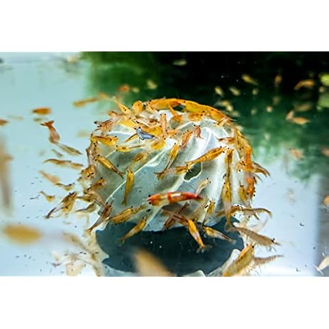 Forest Aquatics 6 x Large Calcium Mineral Block Food for Shrimp Snails Plecos Crabs Nerites Ramshorns Cover