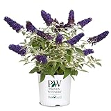Proven Winner Pugster Buddleia, True-Blue Flowers, 2 Gal. (Pugster Blue)