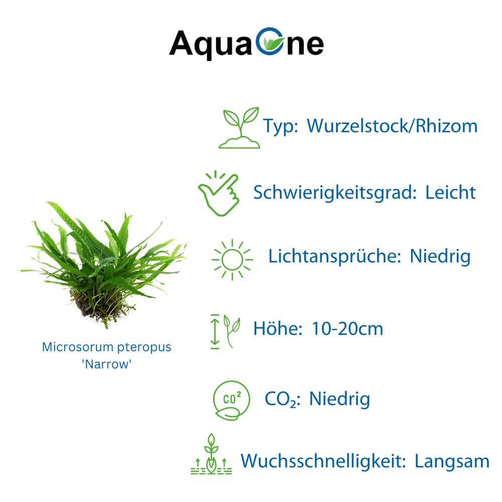 AquaOne Plantas de acuario I 3 x plantas acuáticas I Planta de acuario en la raíz I Microsorum pteropus Jafarn Narrow Trident I Set Mix con 3 plantas de base medianas