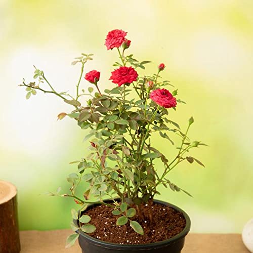 Mphmi Plantslive Miniature Rose, Button Rose (Red) Plant Mini Gulab