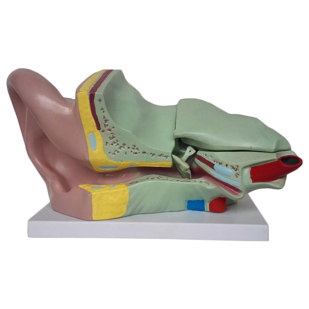 Buy LXX Educational Large Ear Model Ear Human Anatomical Professional