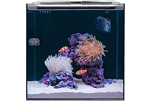 15-Gallon Illuminated Reef for Beginner Clownfish