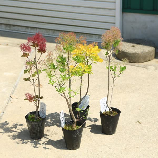 『そらのママ』　スモークツリー 　レッド 鉢植え スモークツリー | MIZUIRO