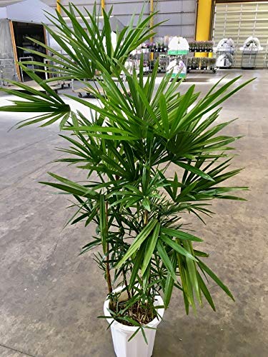 大型！観葉植物　棕櫚竹　シュロチク　開運招福　10号鉢 シュロチク 棕櫚竹 10号 法人・お店宛送料無料 観葉植物 10号鉢