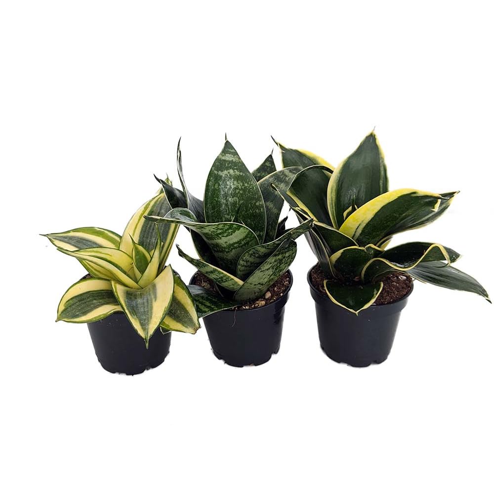 Hirt's Birdsnest Snake Plant Collection