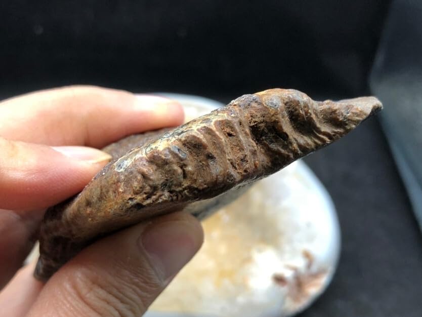 Jurassic Ancient Giant Beast Armor Fossils