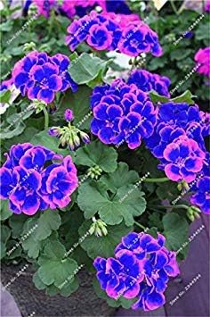 Vistaric - 100 semillas exóticas de geranio azul perenne semillas de flores de interior para el hogar y el jardín semillas de plantas de bonsái