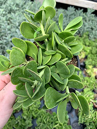 Jade Plant / 4 Inch Crassula Ovata/Friendship Plant, Money Plant, Silver Dollar Plant/Dwarf Jade/Miniature Golden Jade Tree #TOP3