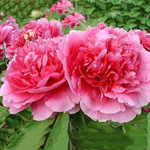 Semi di camelia, semi di fiori originali circa 200...