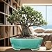 MUZHI 9” Glazed Oval Green Bonsai Planter Pot with Humidity Tray, Classic Neat Ice Crack Long Bonsai Tree Succulent Plant Pot with Saucer