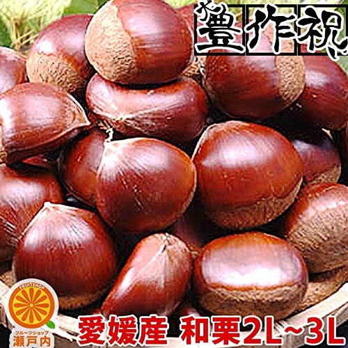 愛媛産 生栗 良品 約1kg(約40〜50個)【2品で+1kg(3kgセット) 3品で+2kg(5kgセット)】2L〜3Lサイズ 和栗