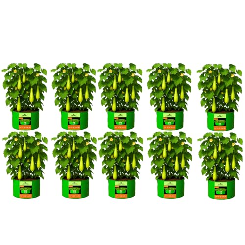 Image of Kingwell Grow Bag 24 X 18 INCH, PACK OF 10 For Terrace Garden Leafy Vegetable Plant Grow Bags Fruits Growing Containers For terrece Gardening (24 X 18 INCH, PACK OF 10)