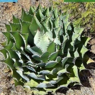 �y��q�zAgave Potatorum���A�K�x�E�|�^�g����/���C�W��/���_���g�ˊ�/�t�ƃg�Q�̃J���[�̃R���g���X�g������������q5�� [���s�A���i]