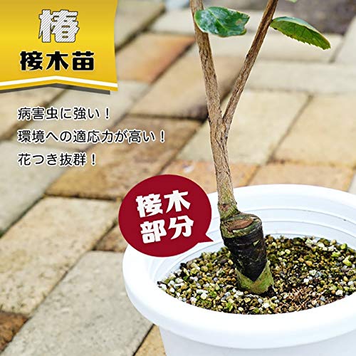 つばき　花芙蓉はなふよう　接木苗木５年生　６号 宅急便より鉢植えのまま発送 Amazon.co.jp: 椿 苗 【花芙蓉（はなふよう）】 接木 白鉢植え 開花 2