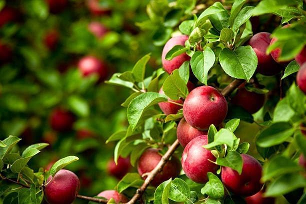 Image of Original Variety HRMN-99 Apple Plant Hybrid Grafted Live Plant For Hot Climate /Hot Weather-From Shimla-Himachal Pradesh All India Weather for Your Garden | Pack of 1 Plant.