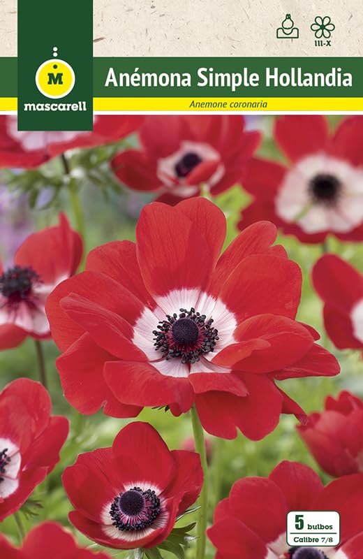 Mascarell Semillas, ANEMONAS SIMPLE HOLLANDIA, Semillas Bulbosas, Bulbos de Flores Otoño Fácil de Cultivar, Bolsa 5 Bulbos