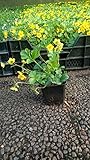 Bodendecker Waldsteinia ternata Golderdbeere 25 St.