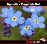 Myosotis Forget Me Not 100 Semillas Minimum. Planta de jardín colorida.