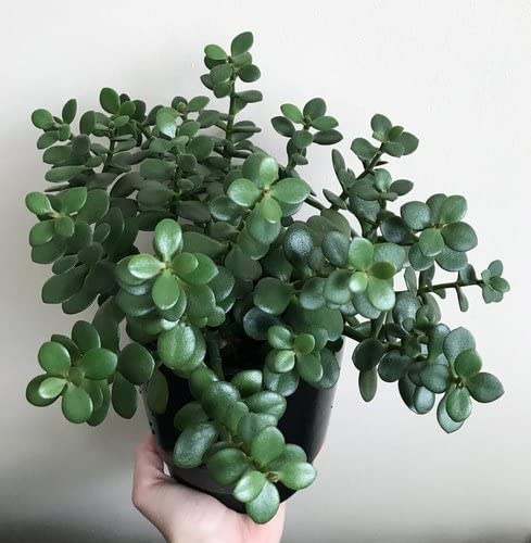 WoFLoo Lucky Plant Jade Plant Crassula ovata, Friendship Tree, Indoor Green Live Table Plant (B0B2PGDWGM) Amazon Price History, Amazon Price Tracker