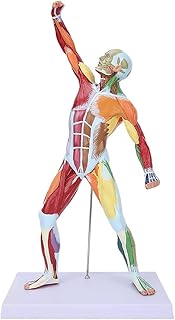 50cm Human Muscle Model, Human Muscle Skeleton Anatomical Model, Muscle Anatomy Model Multicolor Muscle System Model Medical Study Body Muscle Structure Model Muscle Model