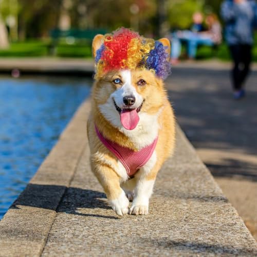 Peluca payaso ajustable para perro y gato POPETPOP miniatura 2