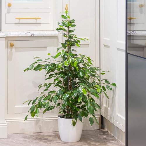 YouGarden Weeping Fig Houseplant, Ficus...