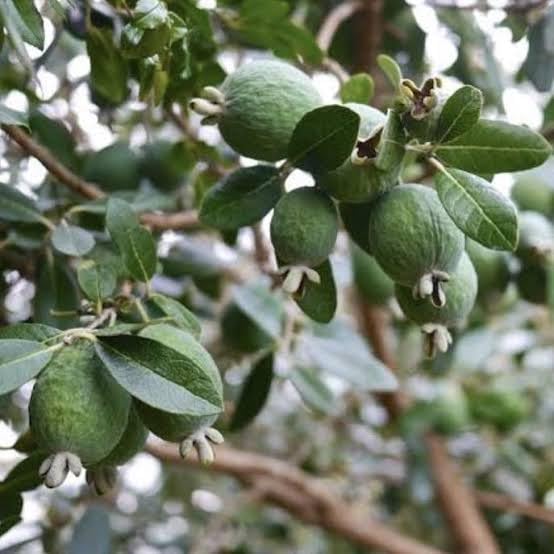 S. D ENTERPRISE Organic Fruit Feijoa or Pineapple Guava Live Plant (B0CWRDTM2L) Amazon Price History, Amazon Price Tracker