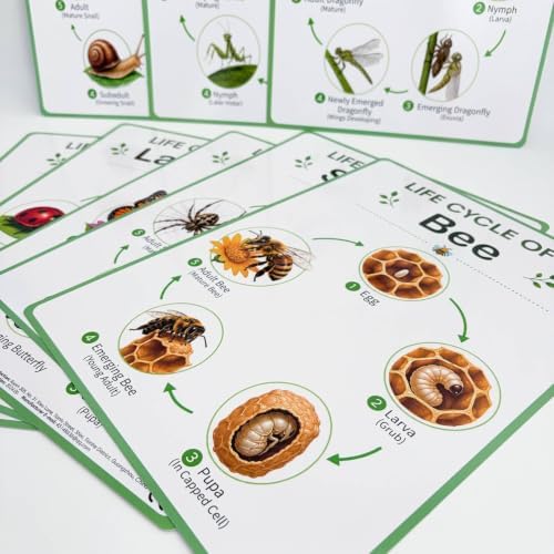 FJMQHU Educational Poster Life Cycle Chart Classroom Poster Learning Chart Biology Wall Chart Paper Material with Green Border and Clear Headings Suitable - 4