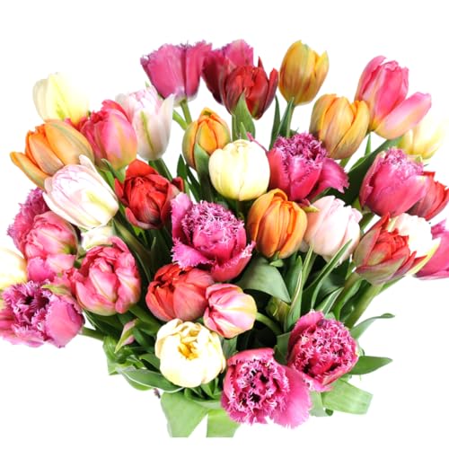 stargazer barn- xoxo 30 assorted fancy tulips with vase prime shipping mothers day fresh cut mixed