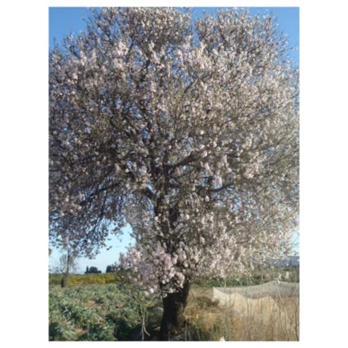 Las Leyes del &Eacute;xito