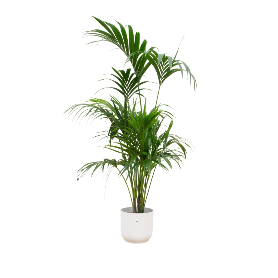 Kentia palm einschließlich Vibes Fold Round weiß - 170-180cm - Ø30cm - Zimmerpflanze - Komplett-Set - Pflanze mit Topf