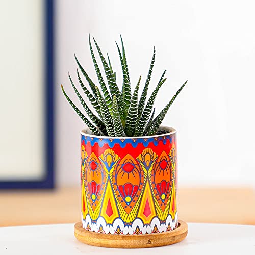 Pot cylindrique succulente céramique anti humidité pour plantes saines
