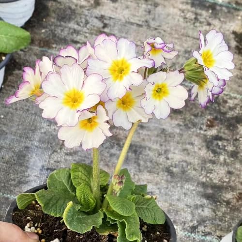 Primrose Seeds, Moisture-Loving Growth, Damp Soil Gardens, bog Edge Companion plantings 100pcs