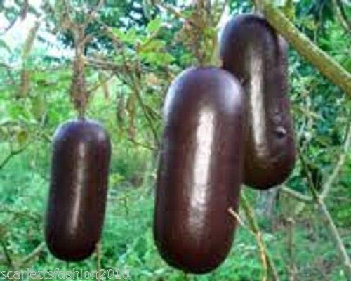 Risala Sicana odorifera Musk Cucumber Edible Melon-Like Taste 20 Seeds