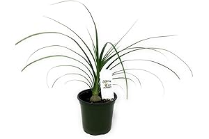 FlowerPotNursery Ponytail Palm (Single) Beaucarnea recurvata 4" Pot