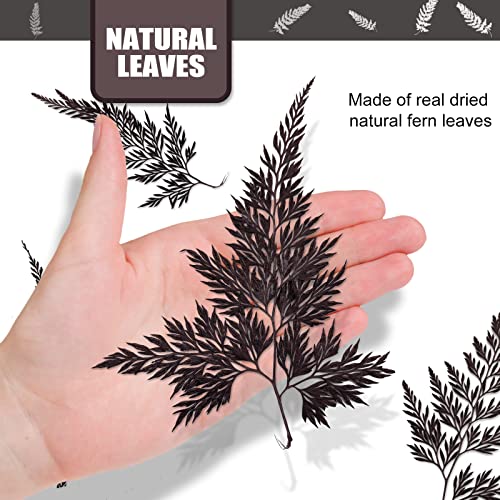 Hojas de helecho prensadas naturales para manualidades 42 pcs miniatura 2