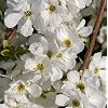 Small Magnificent Spiere The Bride 40-60 cm - Exochorda Macrantha
