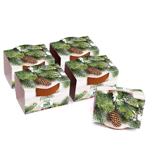 Bull & Bear 5er Set Mini Pflanzset Fichte, Fichtensamen im Topf 4,5cm, Baum Anzuchtset mit...