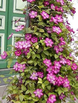 3x Clematis Nelly Moser Waldreben - Rosa Blüten & Winterhart