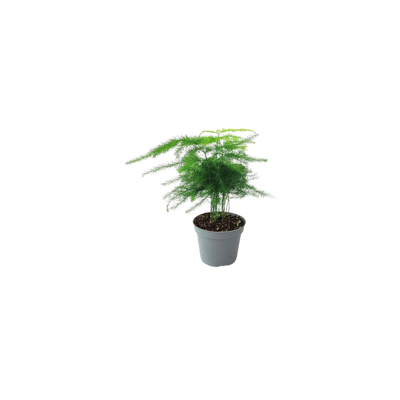 Kit 6 plants verts pour Terrarium Fai-da-Te | Fittonia Rouge et Blanc, Fougère, Lierre, Mini Calathea | Plantes Vives d'intérieur (Avec Bonsai Mini)