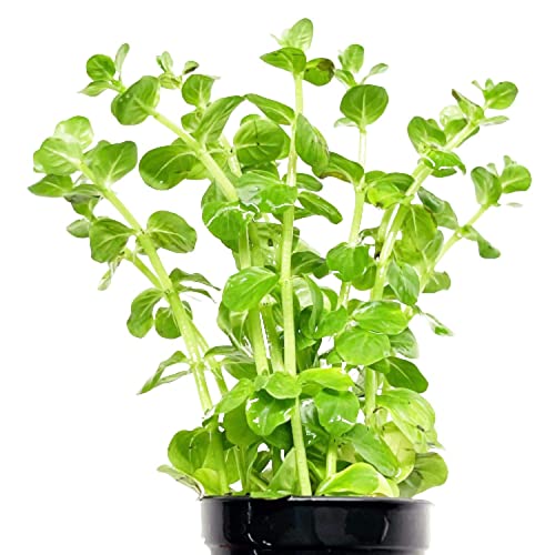 Planterest Rotala Indica Potted