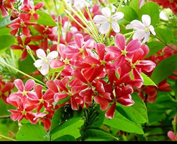 Balbasaur Madhumalti New Double Petals Rangoon Creeper Live Plant Flowers With Fragrance (B0B8WY258H) Amazon Price History, Amazon Price Tracker