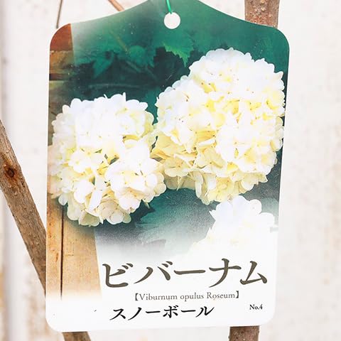 Amazon.co.jp: 花木苗 ビバーナム スノーボール 5号ポット【1苗