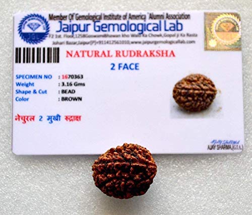 AwakenYourKundalini's Natural Rudraksha Beads (1,2,3,4,5,6,7,8,9,10,11,12,13,14 Faced) Original Rudraksha Beads Himalayan Origin Nepal Collections - Lab Certified - (2 Mukhi Faced)