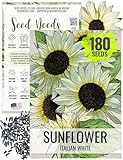 Seed Needs, Italian White Sunflower Seeds - 180 Heirloom Seeds for Planting Helianthus debilis - Light Yellow Blooms to Plant an Outdoor Butterfly Garden, Great for Cut Flowers (1 Pack)