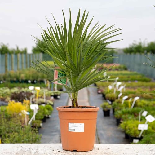 Image of Marshalls Garden Chamaerops humilis Fan Palm - Hardy Evergreen, up to 3 m 3 Litre Tree